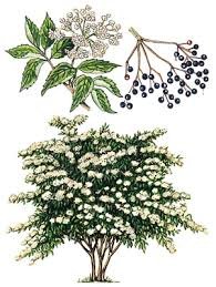 Breuvage Steampunk – 2 à base de Sureau